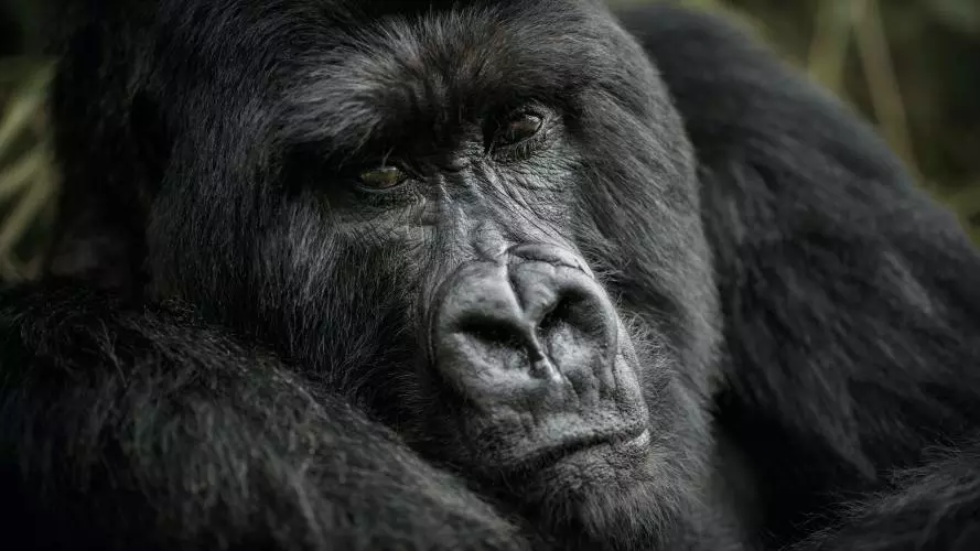 Close up of a Gorilla
